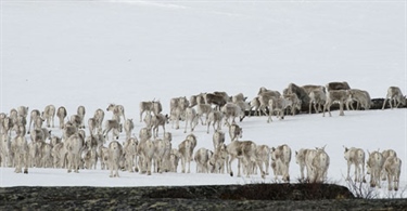 Klimaendringer påvirker reinens adferd