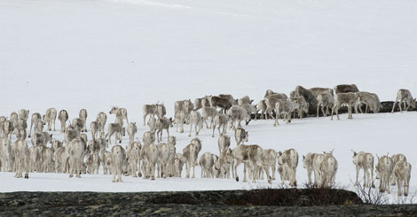 Klimaendringer påvirker reinens adferd