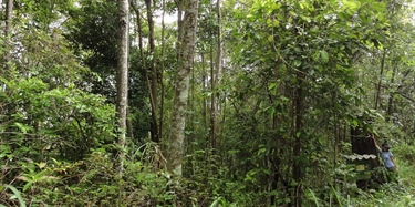 Studerer restaurering av tropisk skog