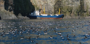 Akutte hendelser en alvorlig trussel mot allerede pressede bestander av sjøfugl