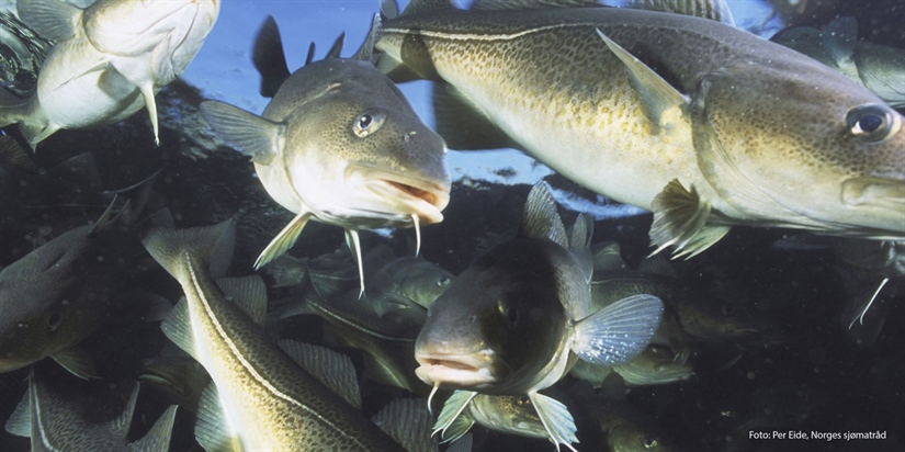 Torsken endrer fiskesamfunnet i Barentshavet