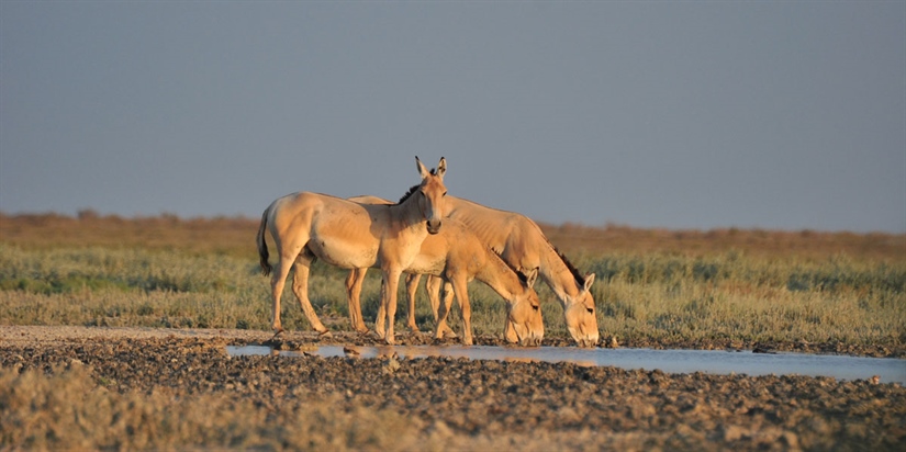 Is it possible to restore the wild ass to the central steppes of Kazakhstan?
