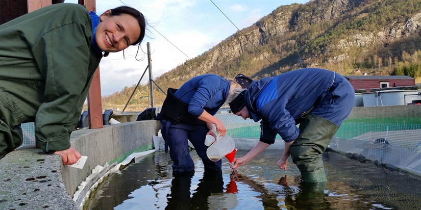 Oppdrettsyngel er enkelt måltid