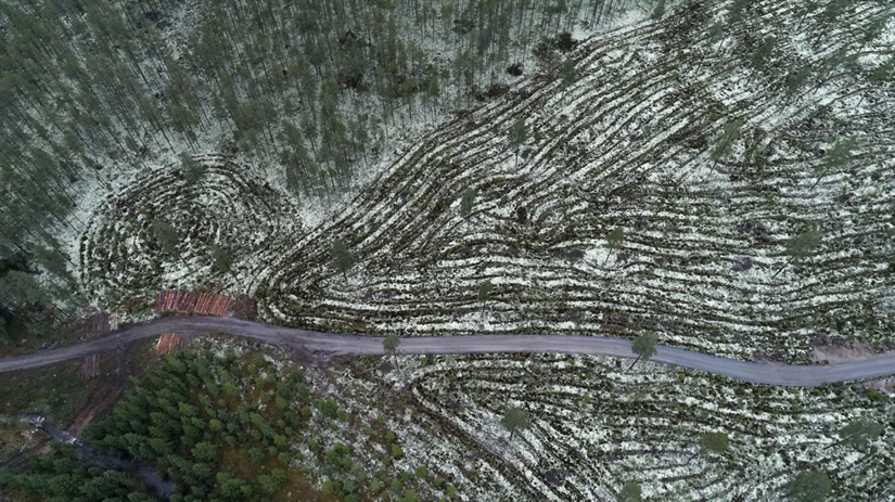 Hva hindrer oss i å forvalte skogen på økosystemnivå?