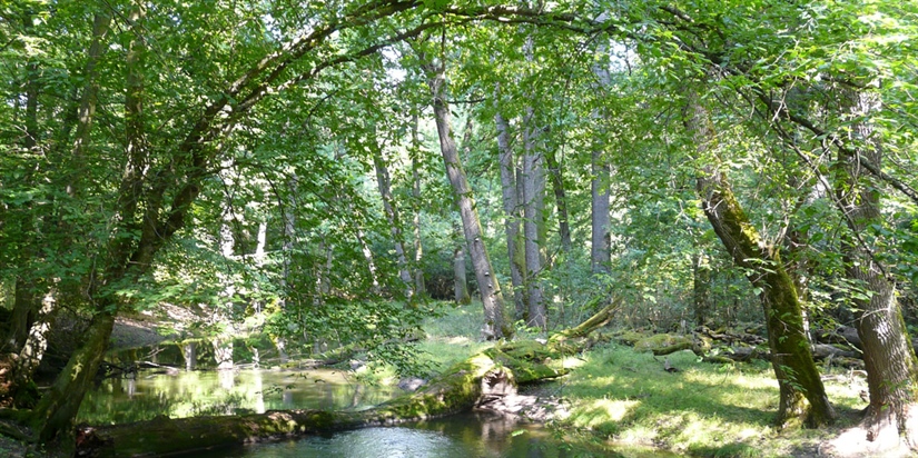 Fortidens skog er fremtidens skog