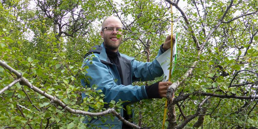 Doktorgrad om overgangen mellom skog og fjell