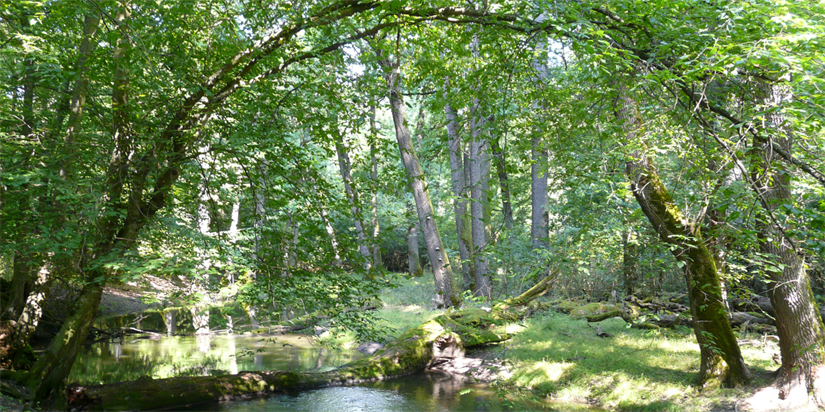 Kan reversere naturødeleggelser med tiltakspakker etter COVID-19