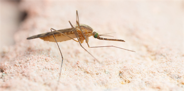 «Gendrivere» kan brukes til å utrydde malaria – men hvilken effekt vil det ha på naturen?