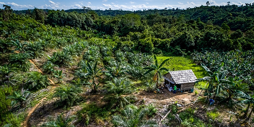 Palm oil certification brings mixed outcomes to neighbouring communities