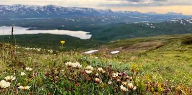 Hvordan står det til med det biologiske mangfoldet i Norge? 