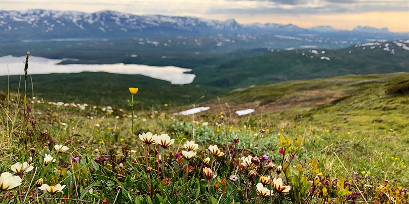 Hvordan står det til med det biologiske mangfoldet i Norge? 