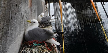 Kittiwakes find refuge on offshore oil rigs