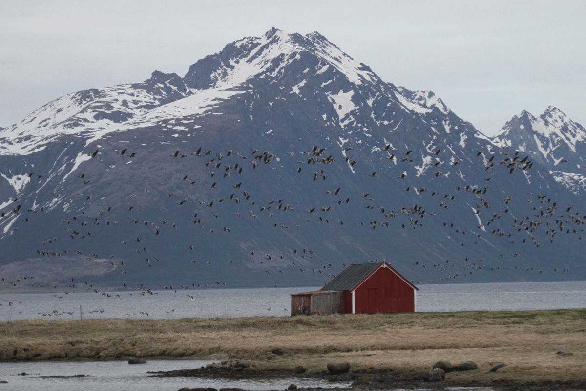 Kortnebbgås i Vesterålen. Foto © Ingunn Tombre.