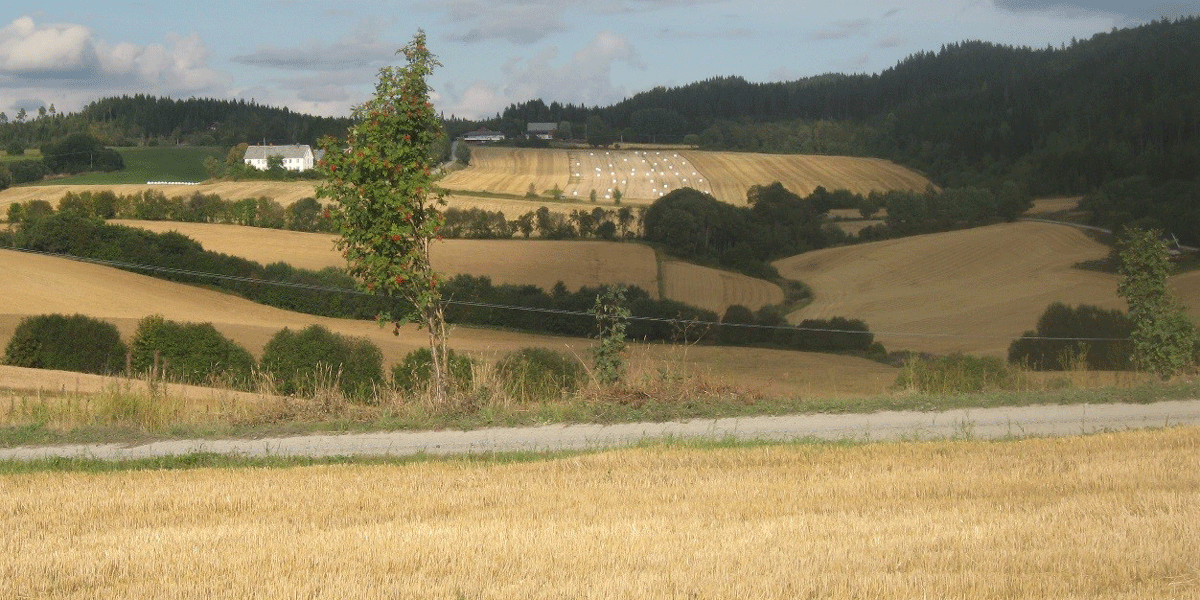 Stubbåker med spillkorn er den viktigste matkilden til kortnebbgjess på høsttrekk i Nord-Trøndelag. Foto © Ingunn M. Tombre.