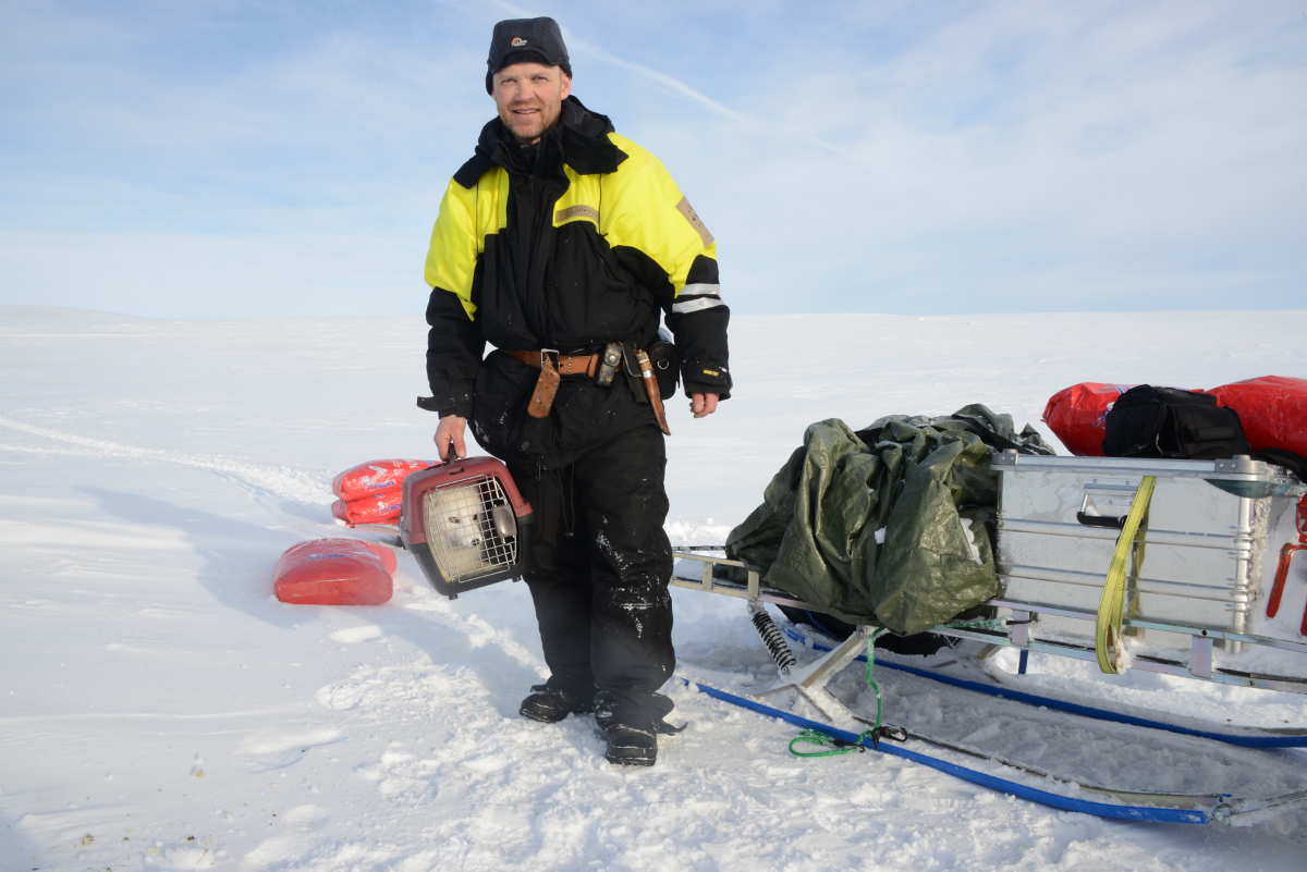 Fjelloppsynsmann Georg Gjøstein under utsetting av fjellrev på Hardangervidda i vinter. Foto: Arild Landa.