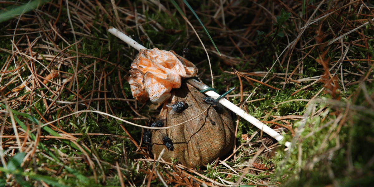 Lokkefeller med kumøkk skal tiltrekke seg møkkbiller. Foto © Oddvar Hanssen