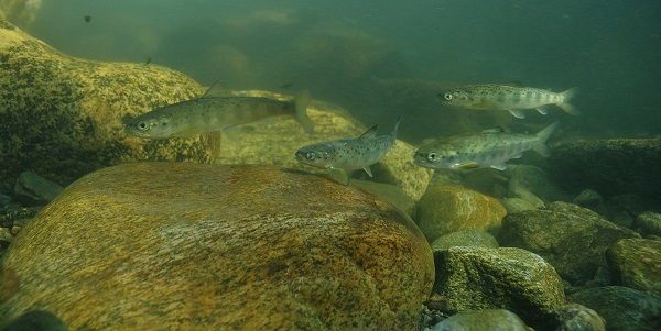 Laksesmolt. Foto Bjørn Barlup, Uni Research Miljø