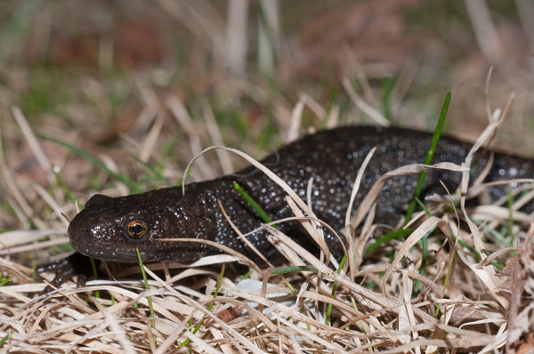 Storsalamander Lier. Foto Børre K. Dervo NINA