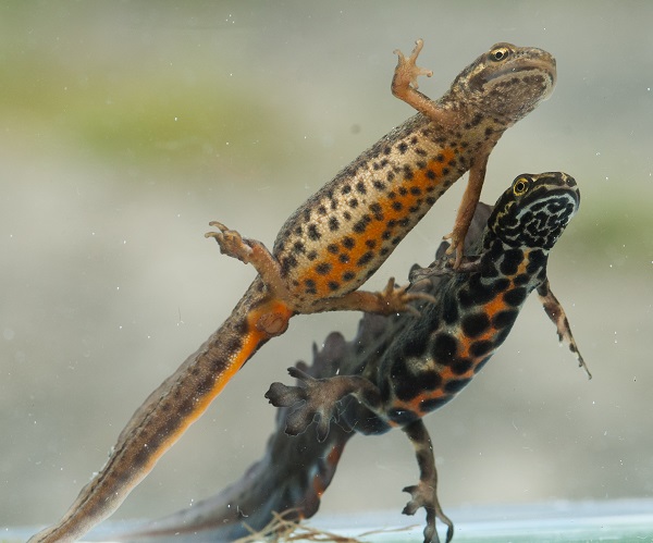 Storsalamander i Lier, Buskerud. Foto: Børre K Dervo