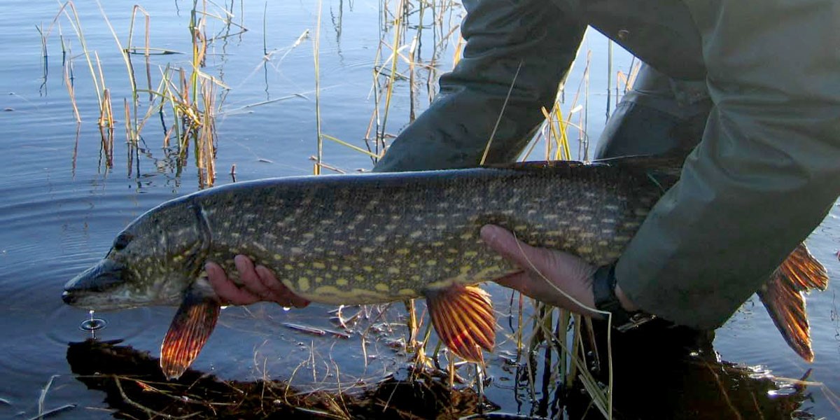 Gjedda er en svært effektiv rovfisk, som kan gjøre store innhugg i lokale fiskebestander der den blir satt ut. Foto © Odd Terje Sandlund/NINA