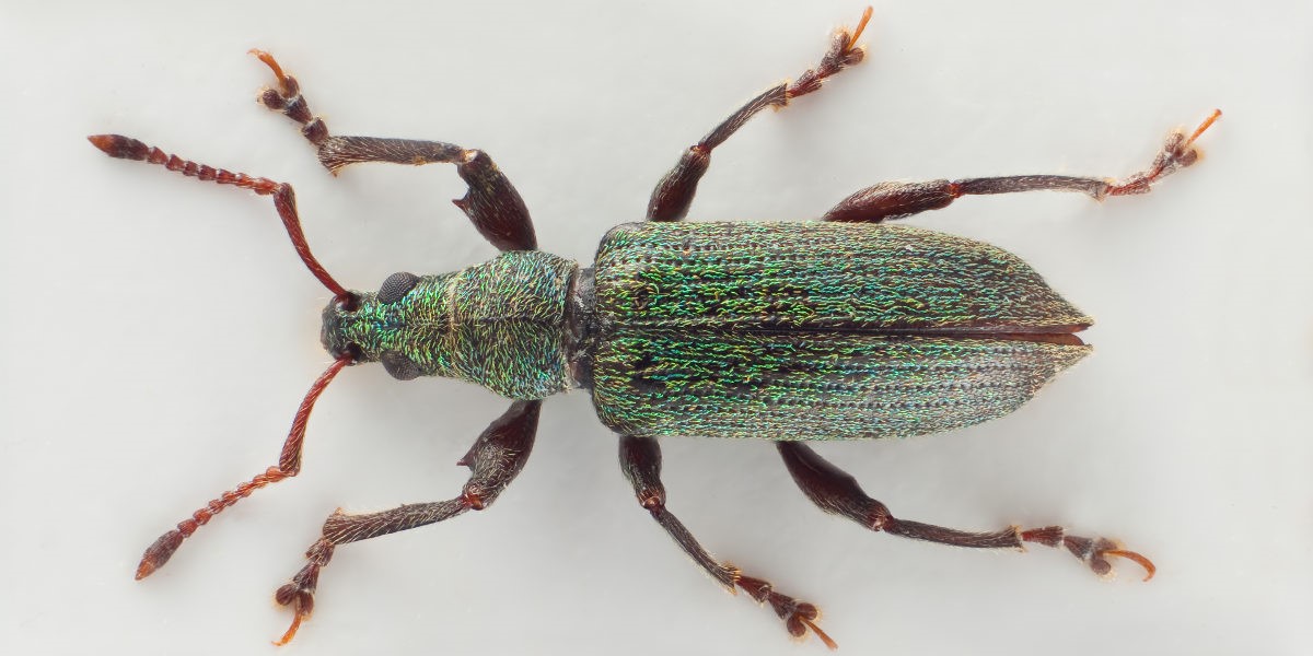 Snutebillen Phyllobius intrusus er en amerikansk art som lever på Thuja. Den ble for få år siden funnet utendørs i Kristiansand, som første funn i Europa, og er en av de mange fremmede artene som krysser landegrenser som blindpassasjerer med importerte planter. Foto: Arnstein Staverløkk / NINA.