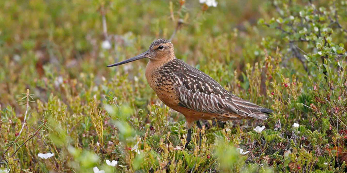 Lappspove er en av karakterartene er sterkt knyttet til palsmyrsystemene i indre Finnmark. Foto © Karl Birger Strann/NINA.