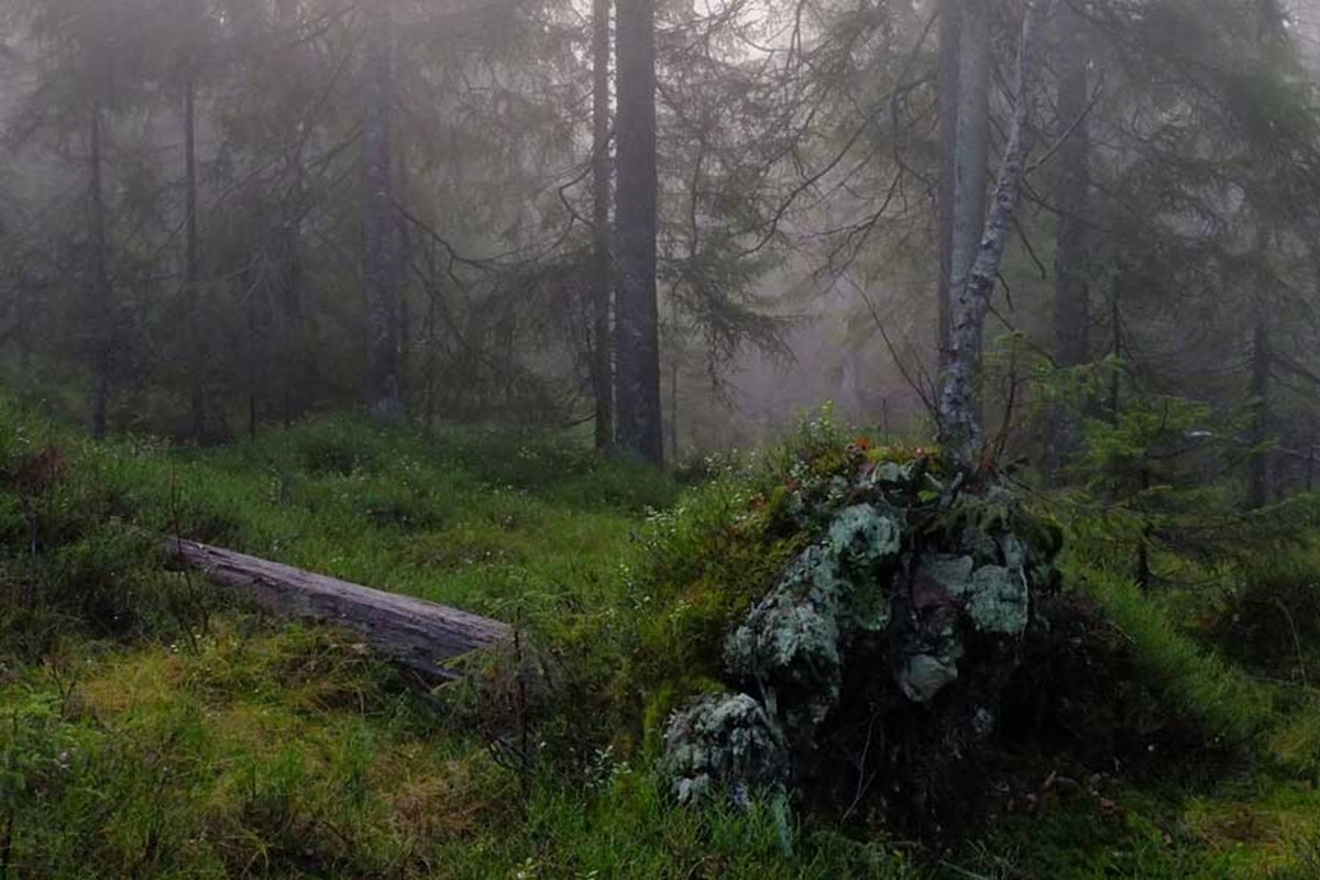 Gammel skog. Foto.