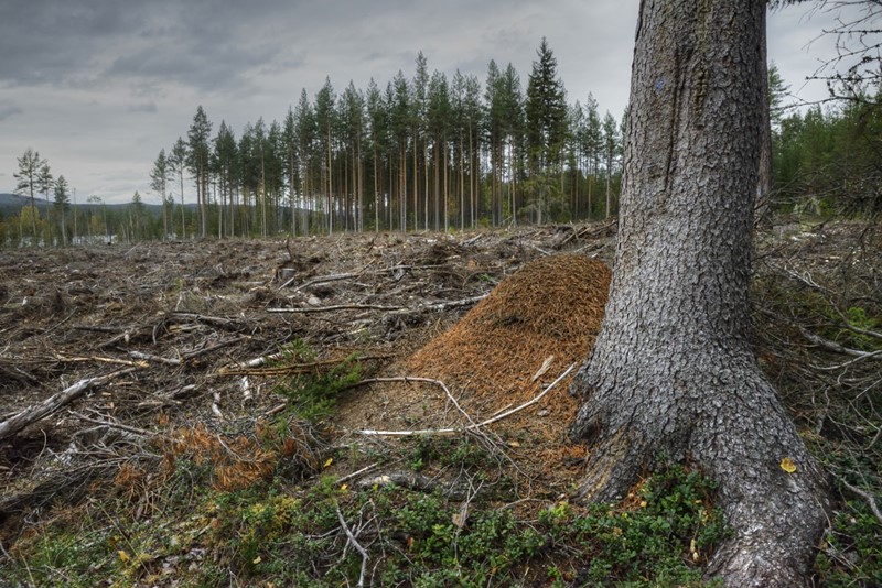 Foto: Ketil skogen / NINA.