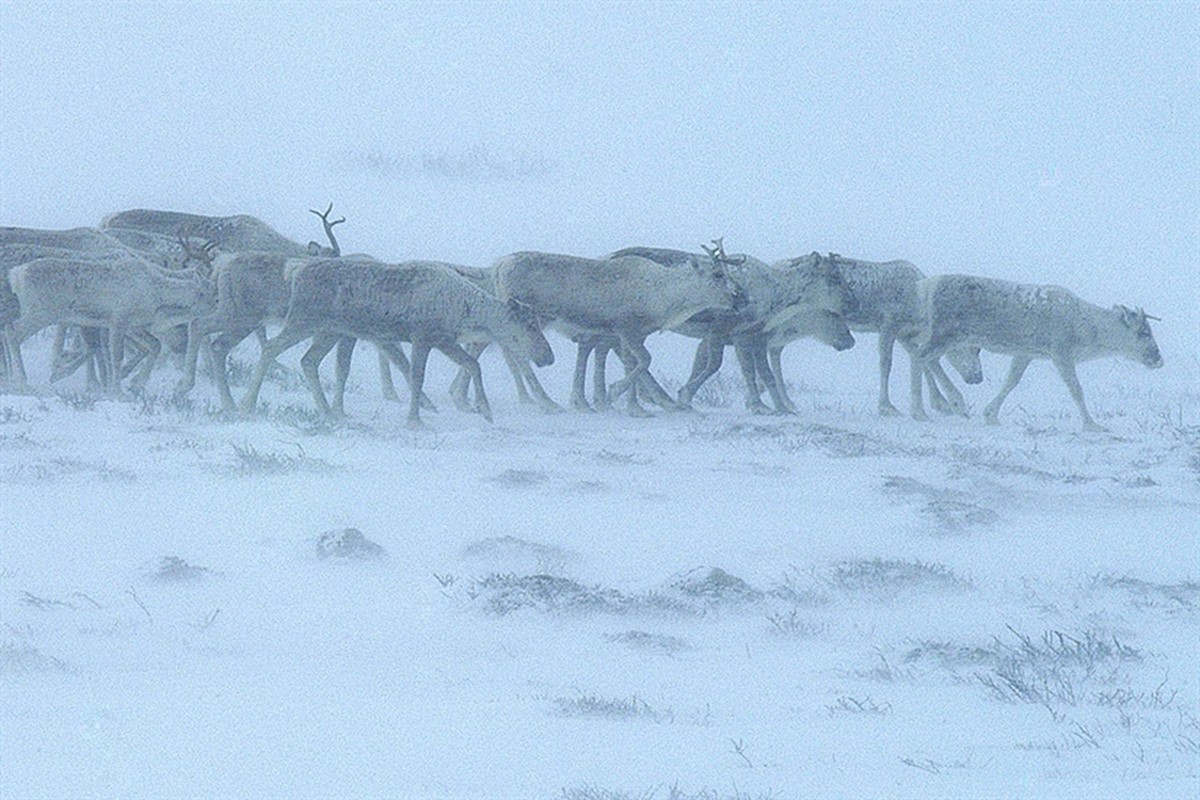 For første gang skal villrein, elg og hjort merkes i samme geografiske område. Hensikten er å finne ut hvordan hjortevilt bruker arealene på og rundt Hardangervidda og i Setesdal. Foto: Olav Strand, NINA