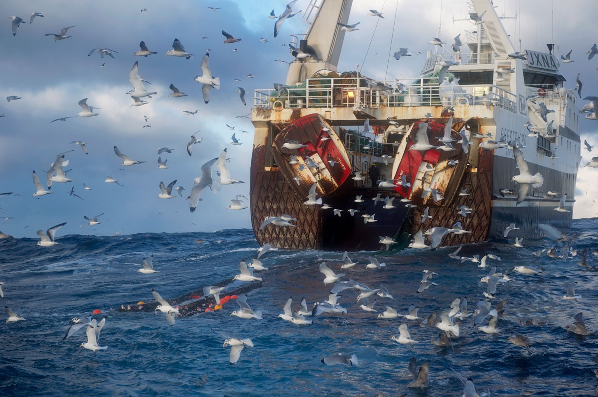 Fiskebåt med sjøfugler rundt. Foto.