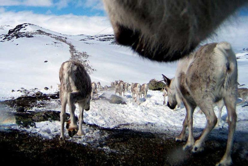 Reinsdyr. Foto.