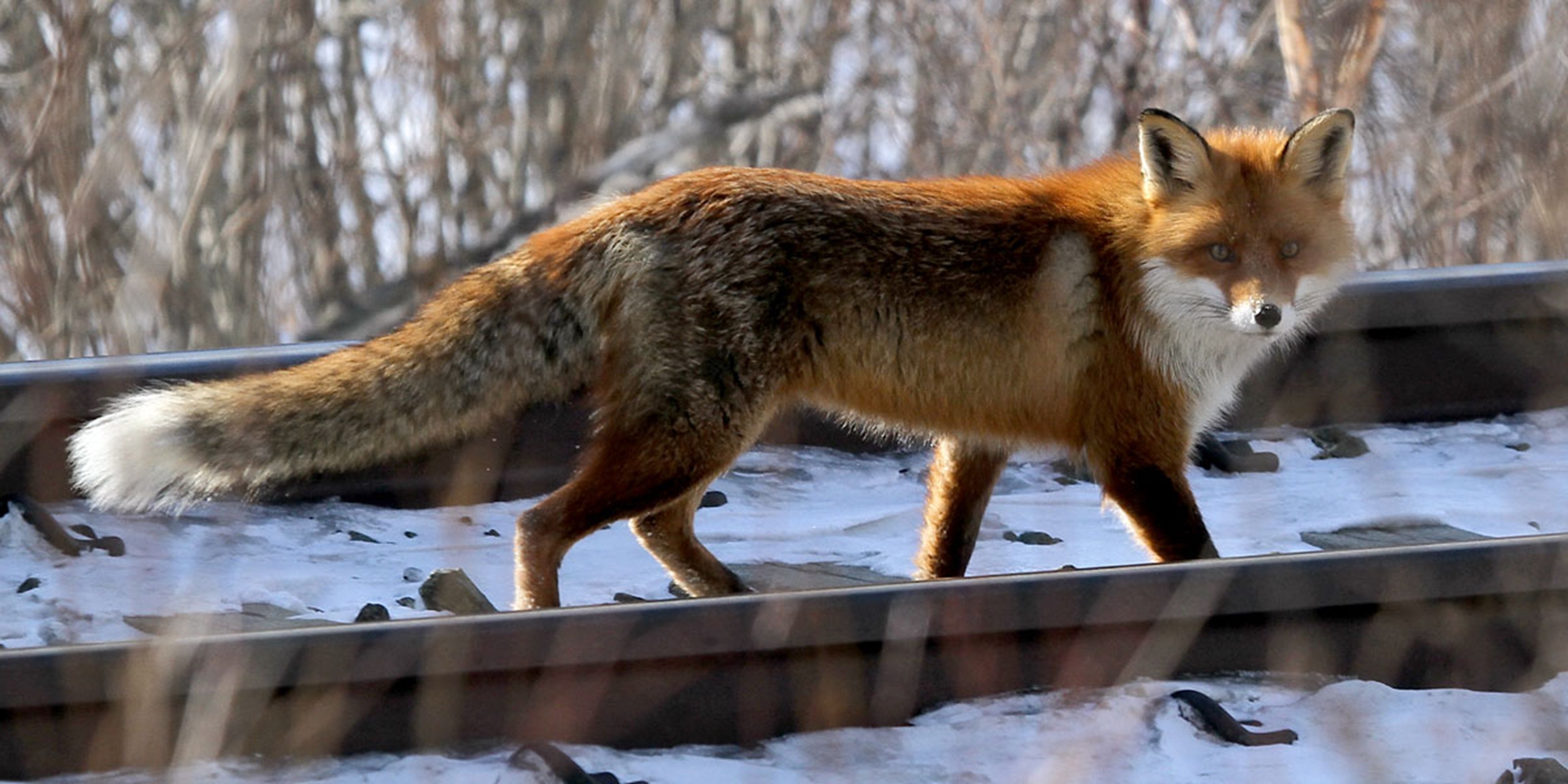 Rødrev (Vulpes vulpes). Foto Jan Ove Gjershaug/NINA CC BY 4.0