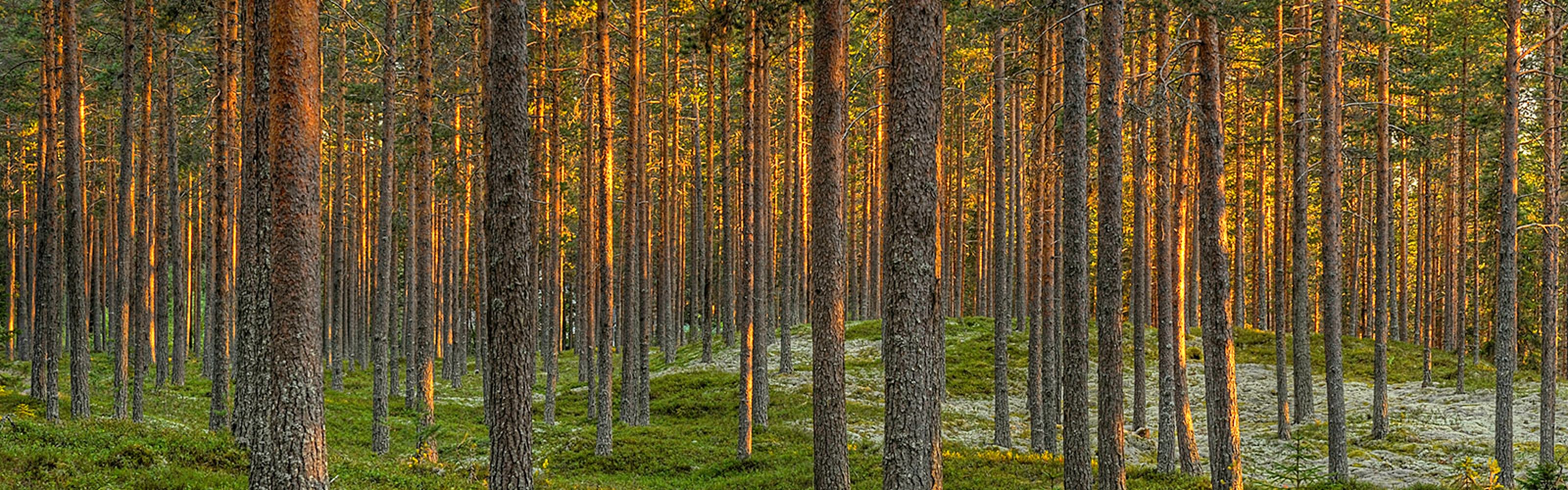 Foto: Svein-Håkon Lorentsen / NINA