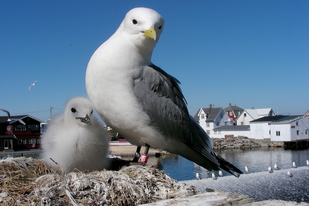 Foto: Tycho Anker-Nilssen