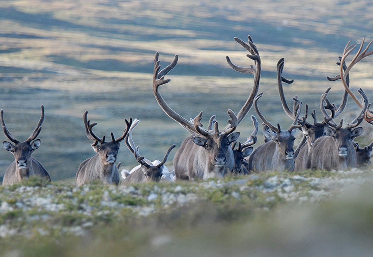 Villrein. Foto: Olav Strand / NINA