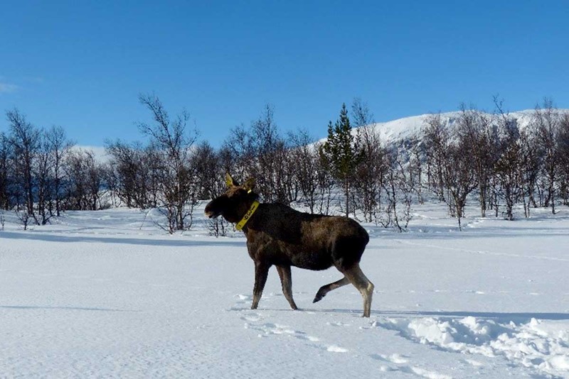 Elgokse 2730 er en av de merka elgene i Oppland. Foto Christer M. Rolandsen/NINA