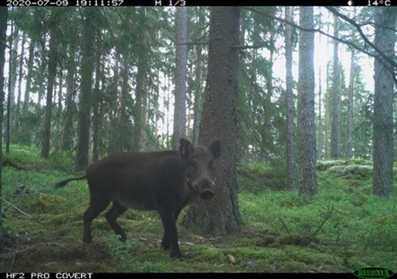 Villsvin fanget på viltkamera. Foto: SCANDCAM