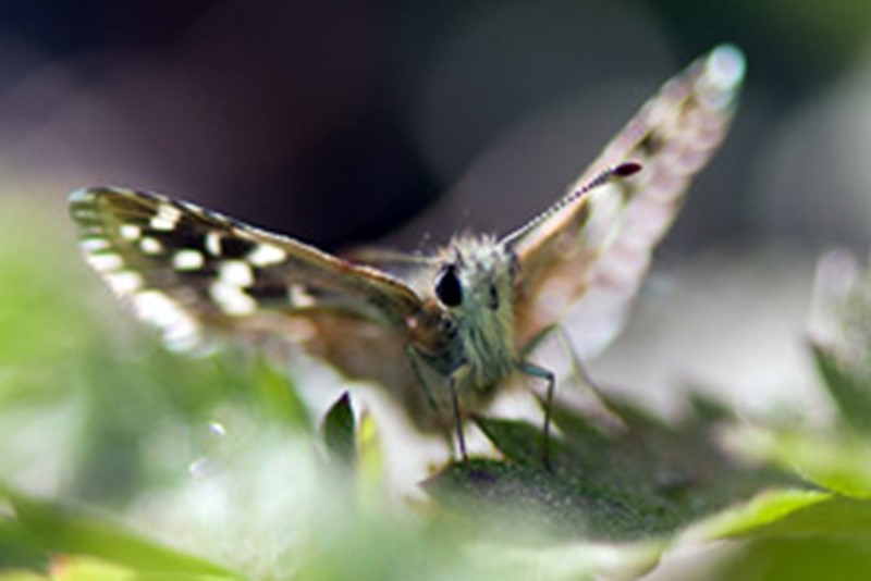 Bakkesmyger (Pyrgus malvae). Foto: Arnstein Staverløkk/NINA