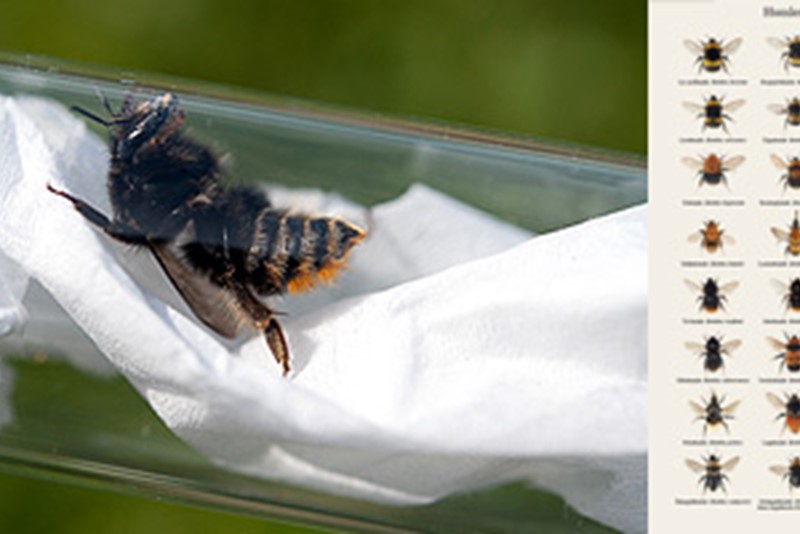 Ingen insekter trenger lide. Er vi usikre på arten, tar vi en nærmere kikk i glasset. Foto: Arnstein Staverløkk/NINA