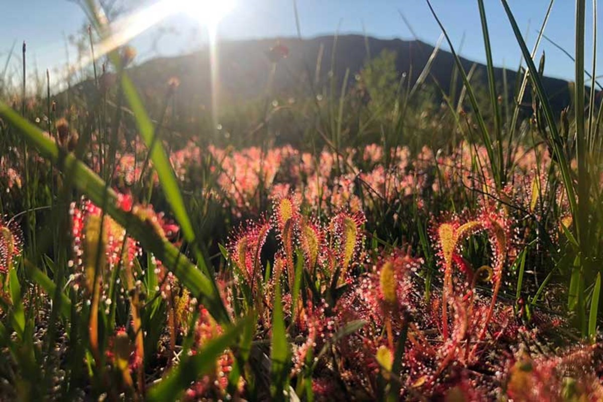 Arealrepresentativ naturovervåking. Bilde av vegetasjon.