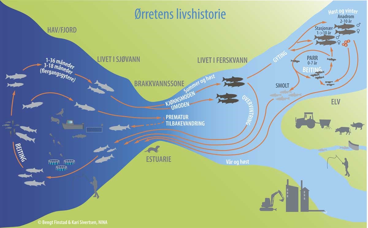 Ørretens livshistorie.