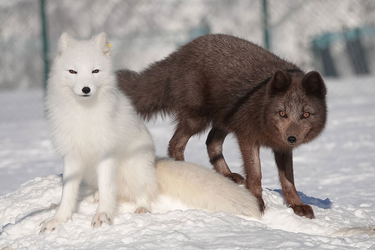 A breeding pair outside the entrance to their den. Craig Jackson / NINA