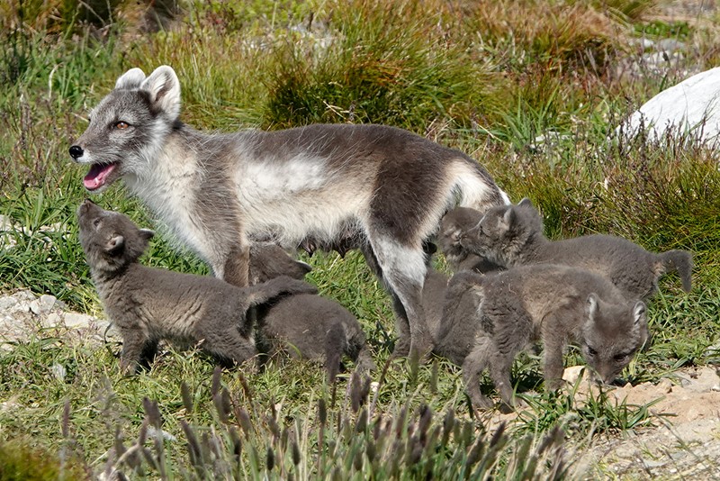 Arctic Fox Captive Breeding Programme
