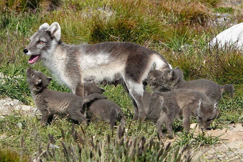 A litter of Arctic fox puppies, approximately 8 weeks old. Craig Jackson / NINA