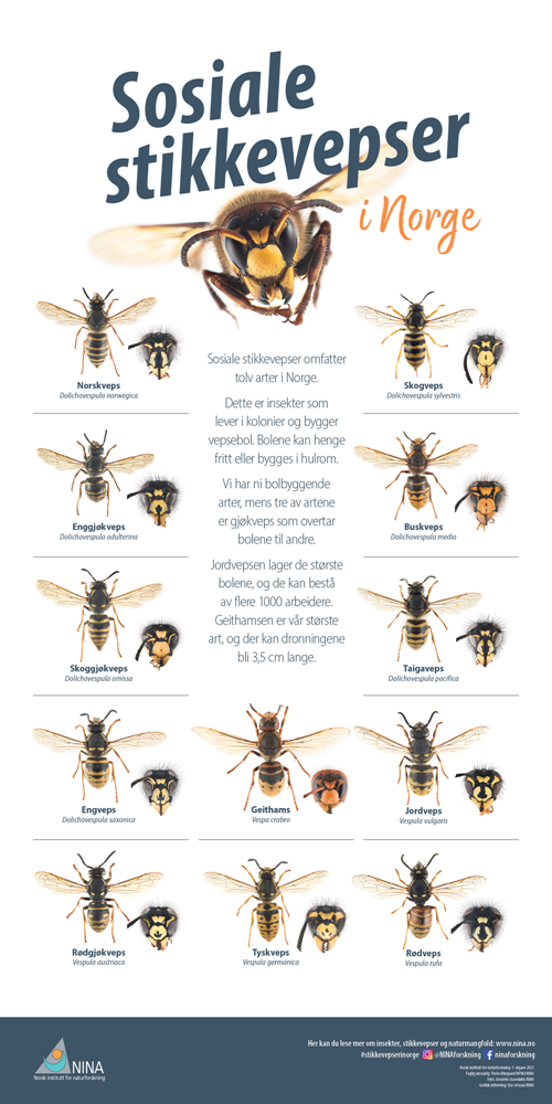 Sosiale stikkevepser i Norge