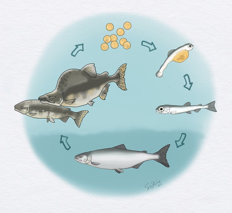 Humpback salmon life cycle. Illustration: Sigrid Skoglund.
