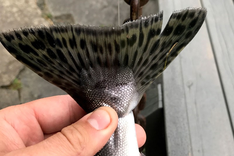 Black spots on the tail fin are typical of pink salmon. Photo: Kim Andre S. Herstad