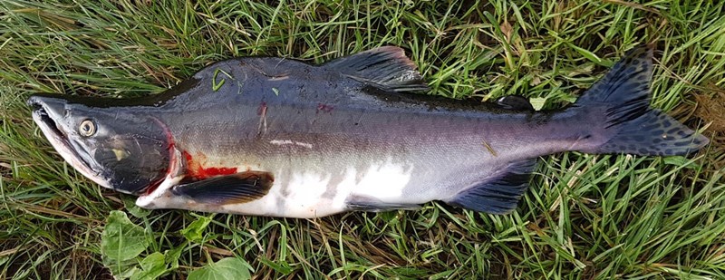 Pink salmon during its spawning phase - male. Photo: Henrik H. Berntsen