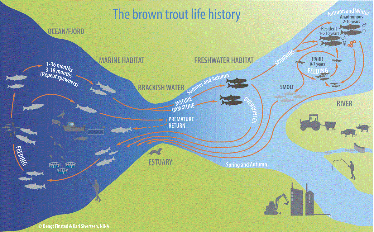 The life history of sea trout and resident brown trout.