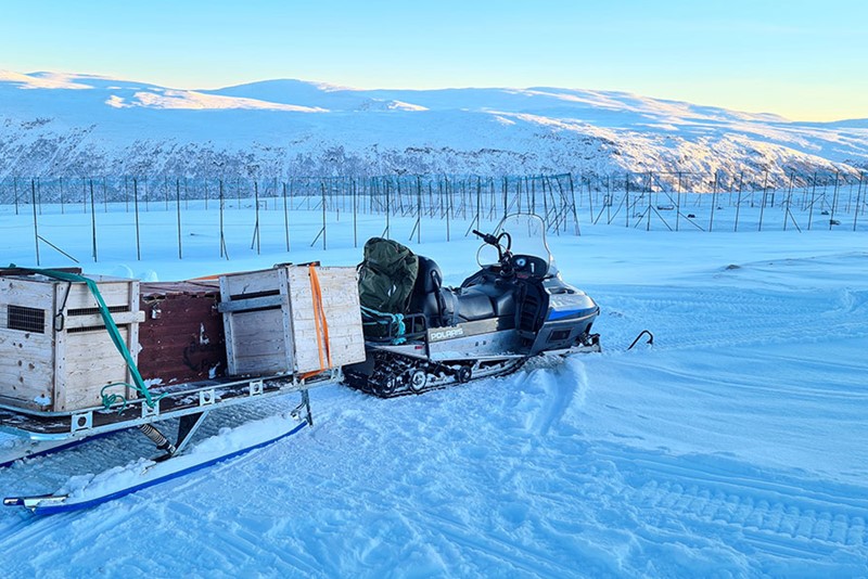 Fjellrever fra Avlsstasjonen på Oppdal starter reisen mot fjellområdet de skal settes ut i. Foto: Craig Jackson/NINA